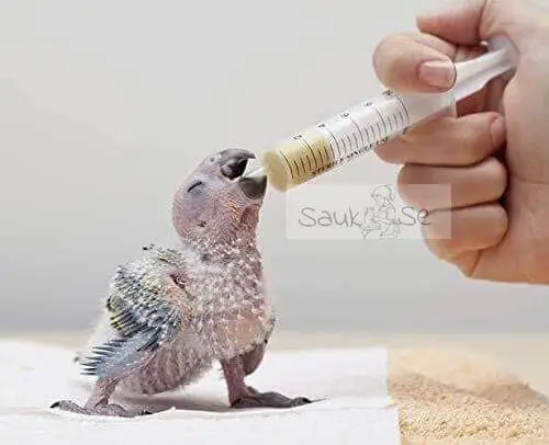 Curved Feeding Syringe For Pet