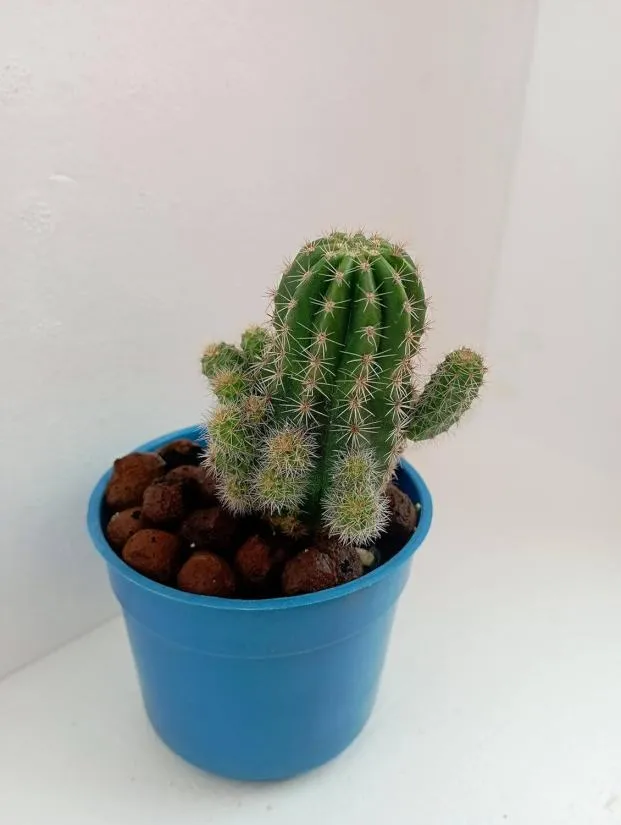Cute And Spiky Cactus