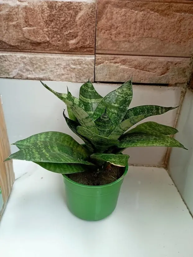 Dracaena Trifasciata