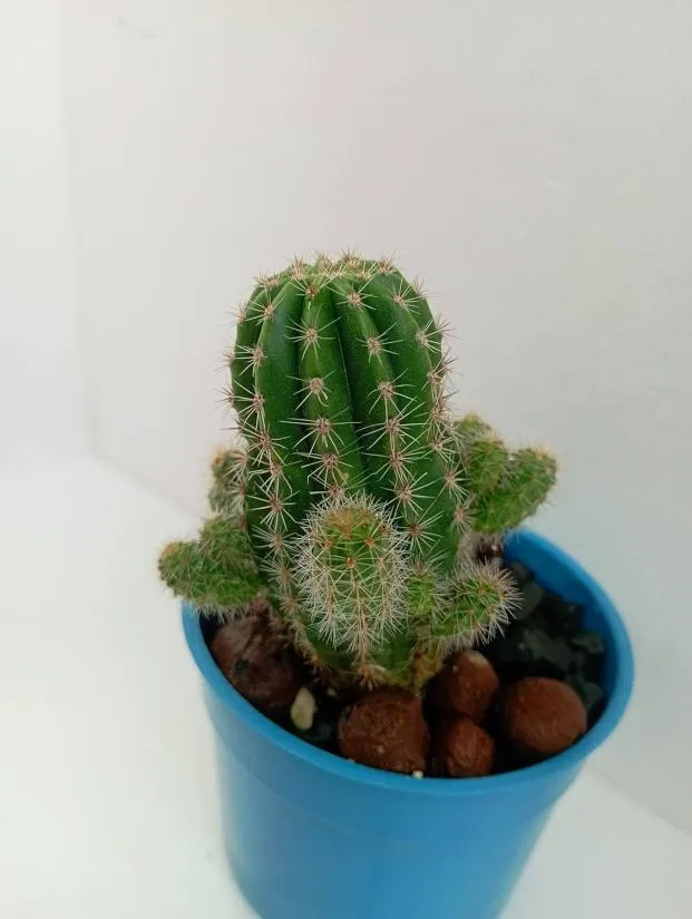 Echinocactus Grusonii
