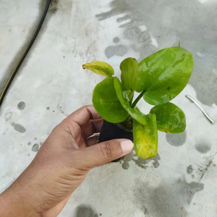 Echinodorus Fancy Curl Emersed Plant With Lush Green Leaves