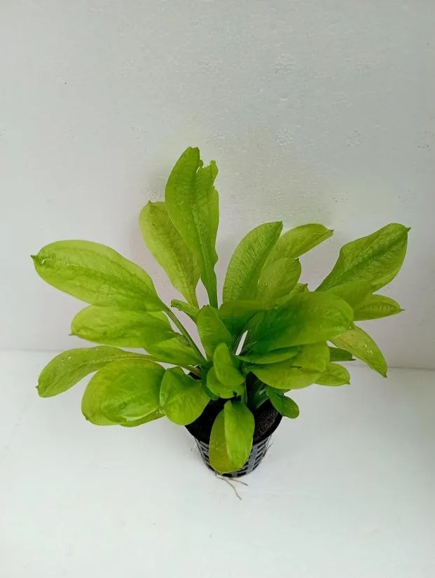 Echinodorus Parviflorus
