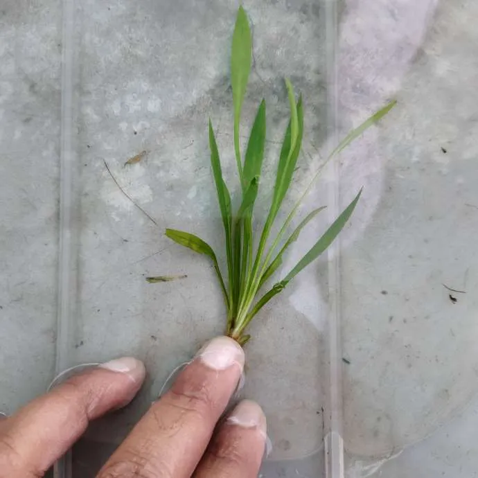 Echinodorus Tennelus Micro Dwarf Carpet Plant 5 Piece Submerged