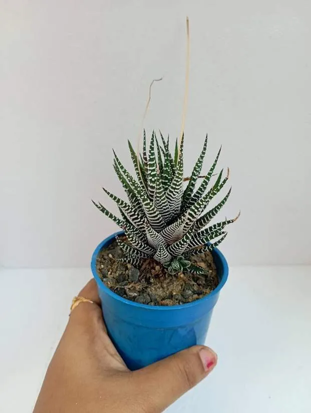 Fasciated Zebra Haworthia