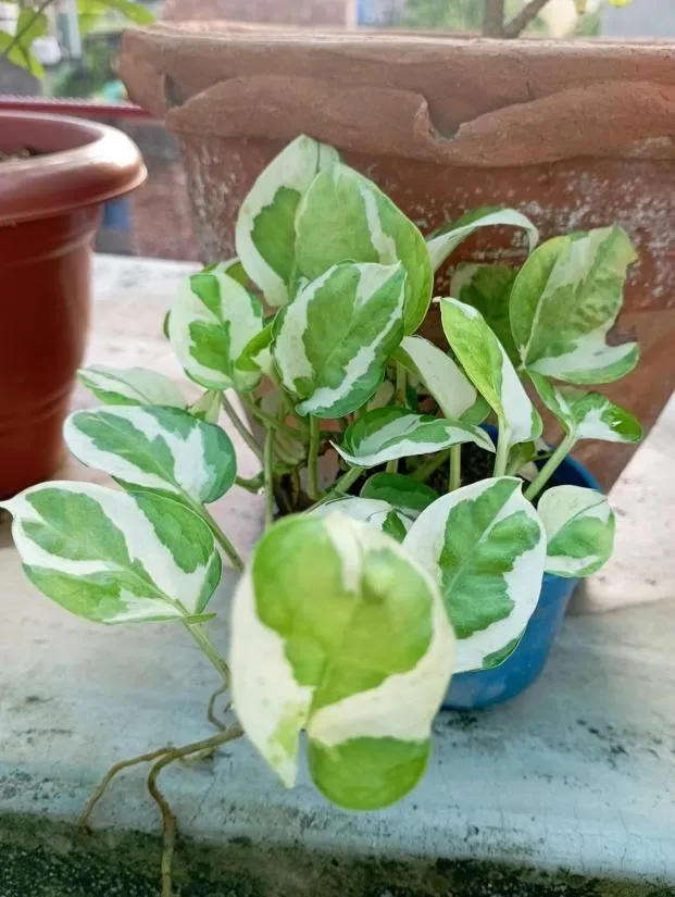Foliage Plant