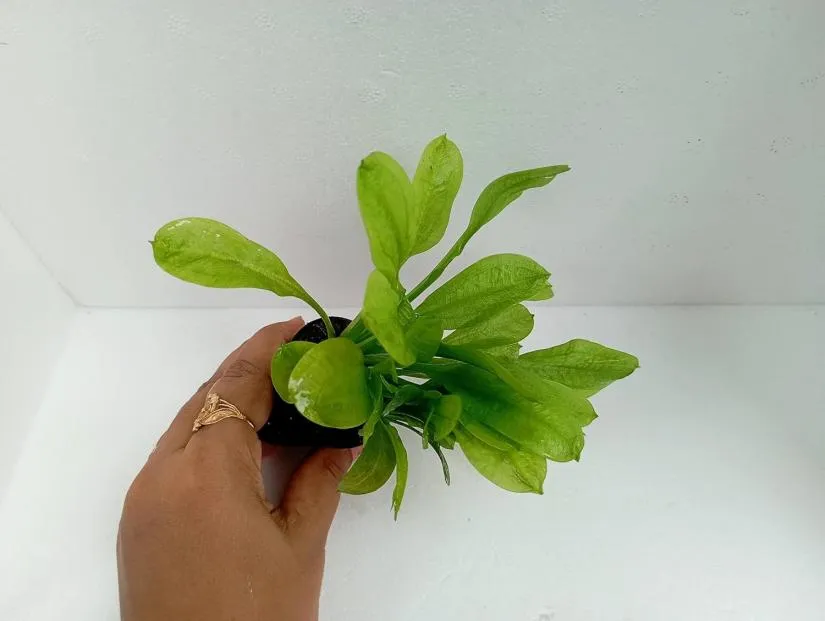 Foreground Plant For Aquascaping