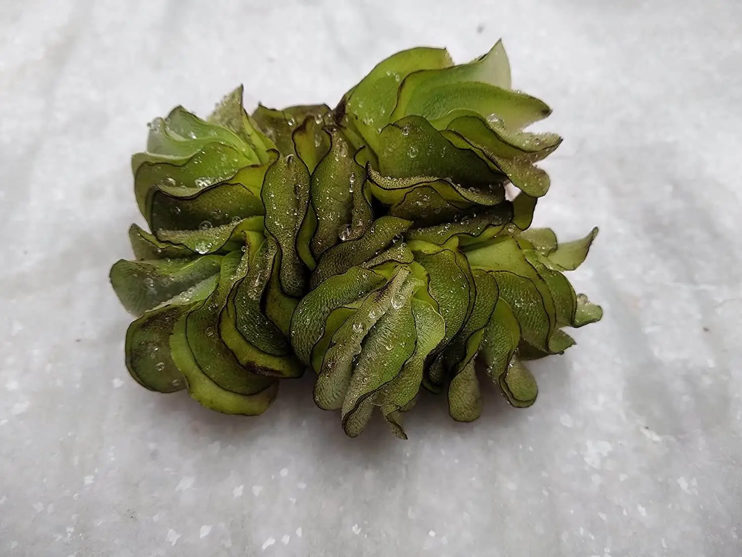 Giant Salvinia Salvinia molesta Aquatic Floating Plant Close View