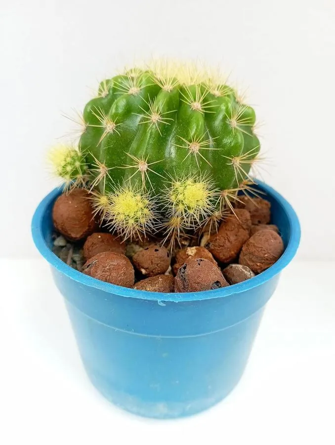 Golden Barrel Cactus Echinocactus Grusonii