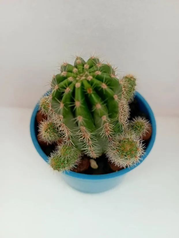 Golden Barrel Cactus