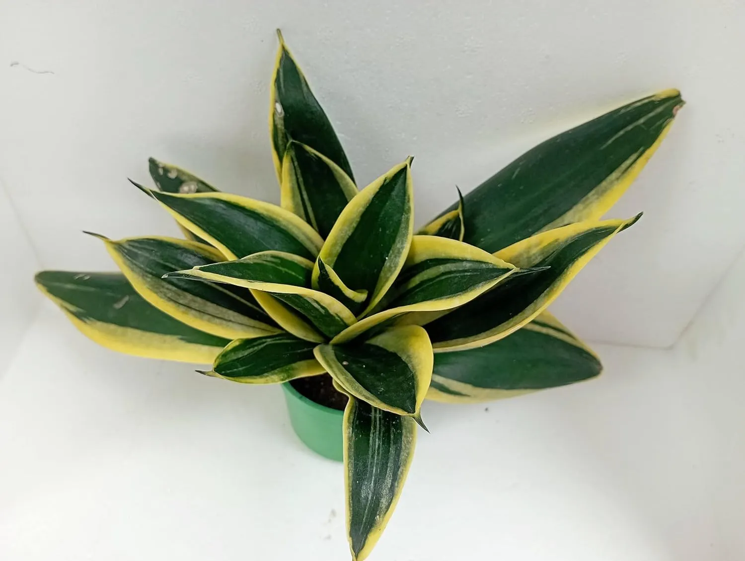 Golden Dwarf Sansevieria Hahnii Indoor Greenery