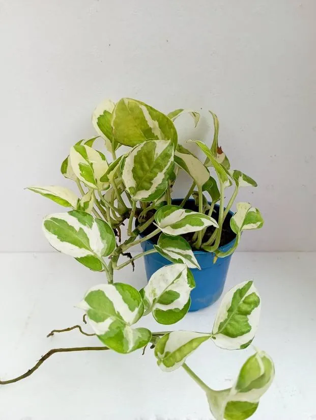 Golden Pothos