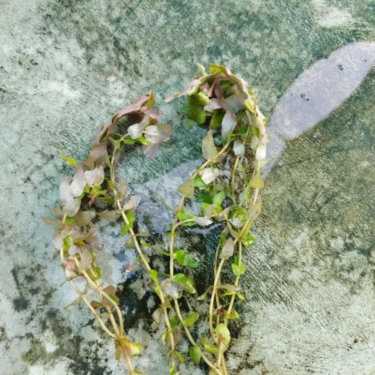 Golden Rotala Sp Mini Aquarium Plants Submerged