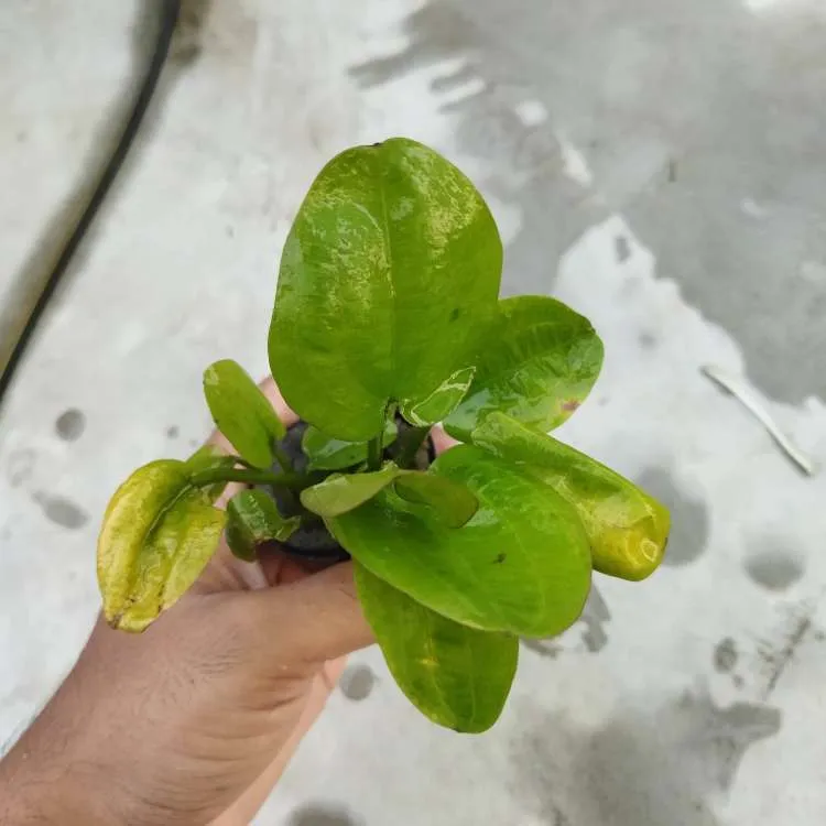 Green Water Plant With Unique Texture