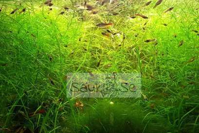 Guppy Grass - Ideal for Aquatic Habitats