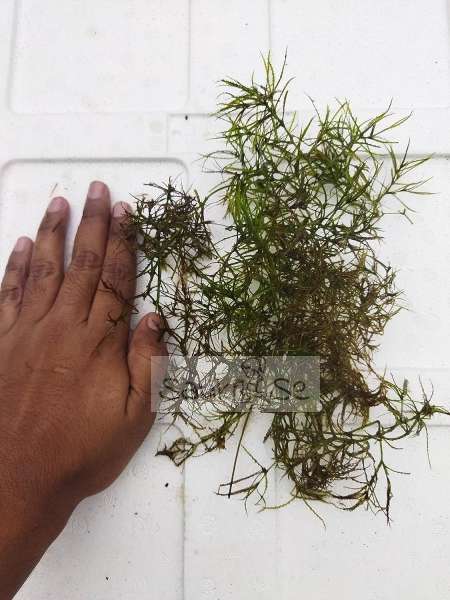 Guppy Grass for Fish and Shrimp Breeding