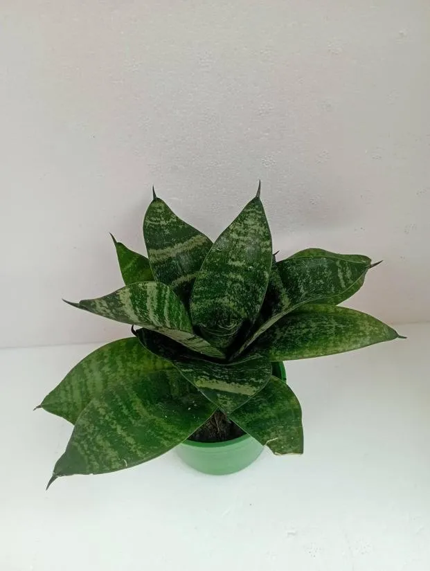 Hardy And Resilient Snake Plant