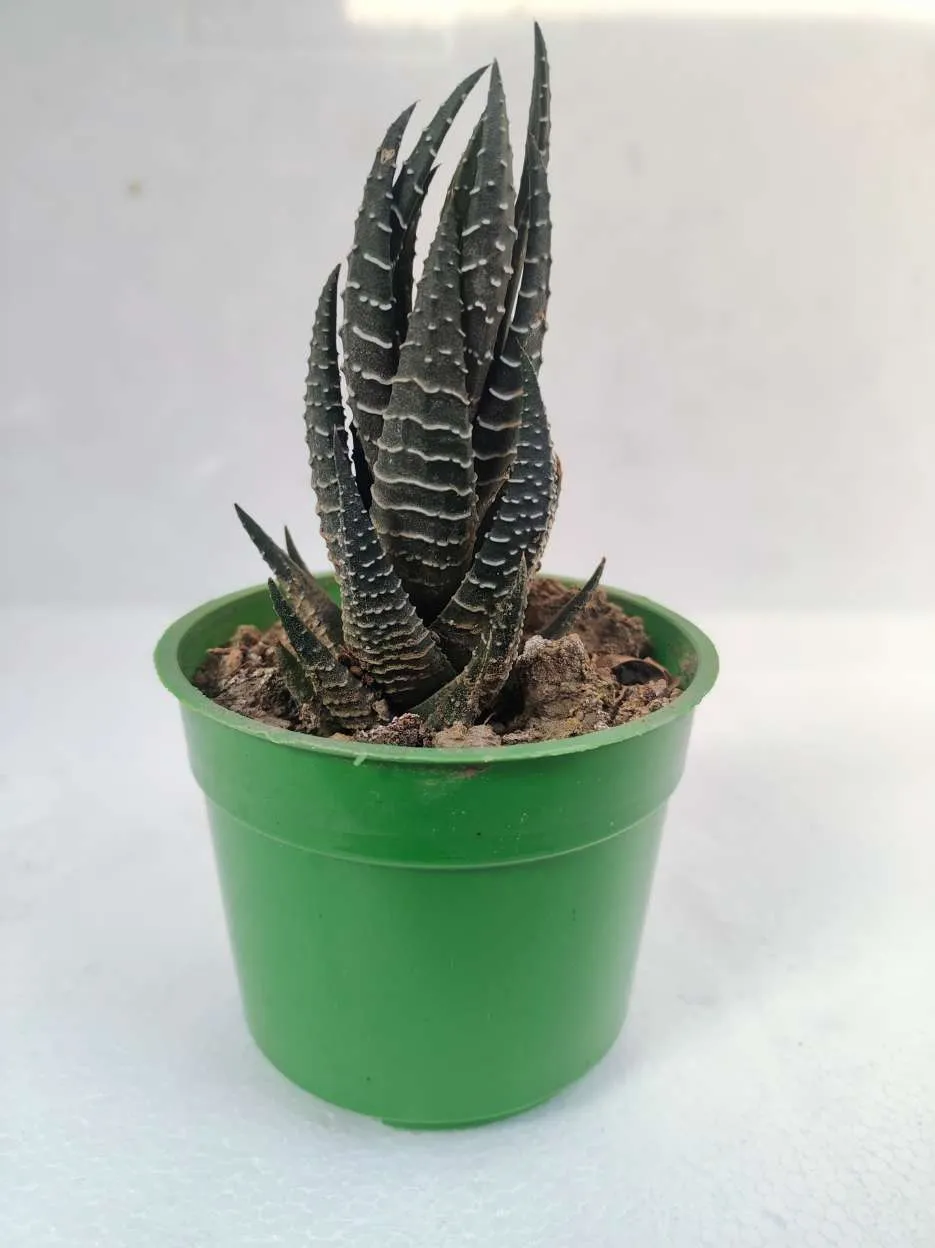 Haworthia Attenuata Succulent Plant Zebra Haworthia Zebra Plant