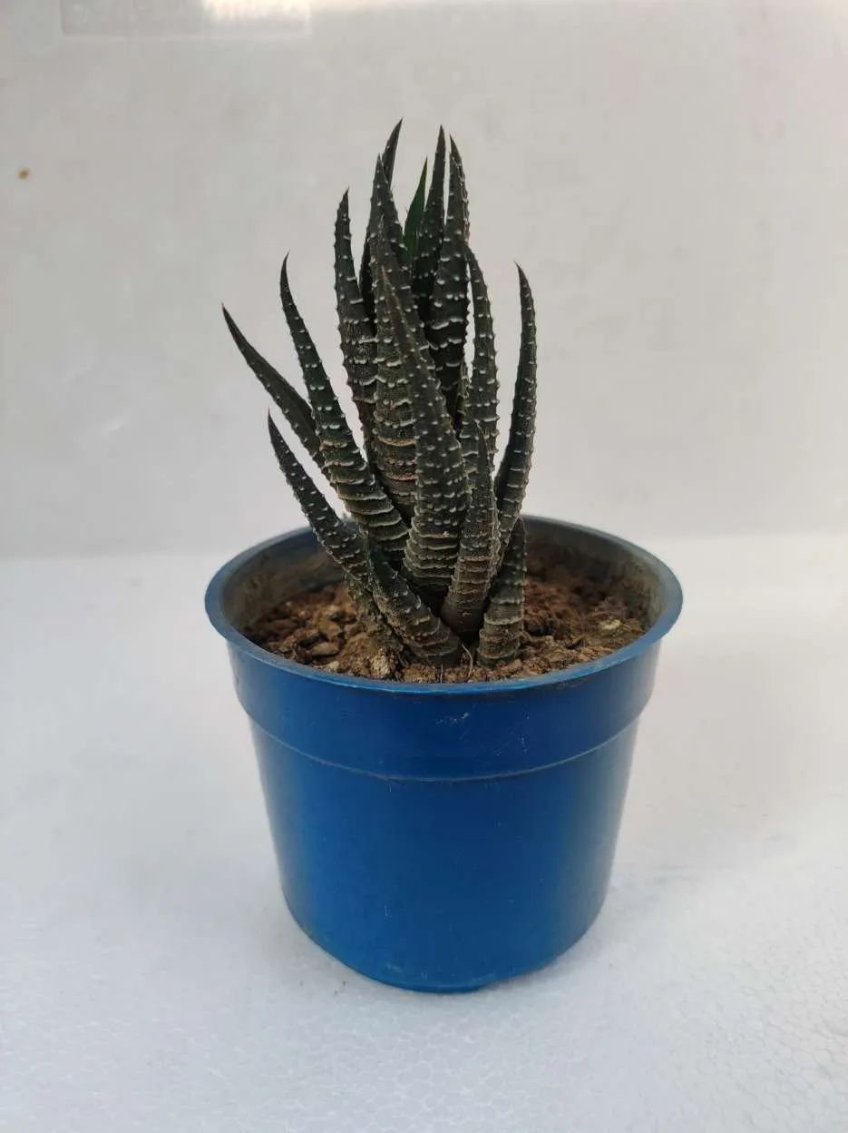 Haworthia Attenuata Succulent Plant