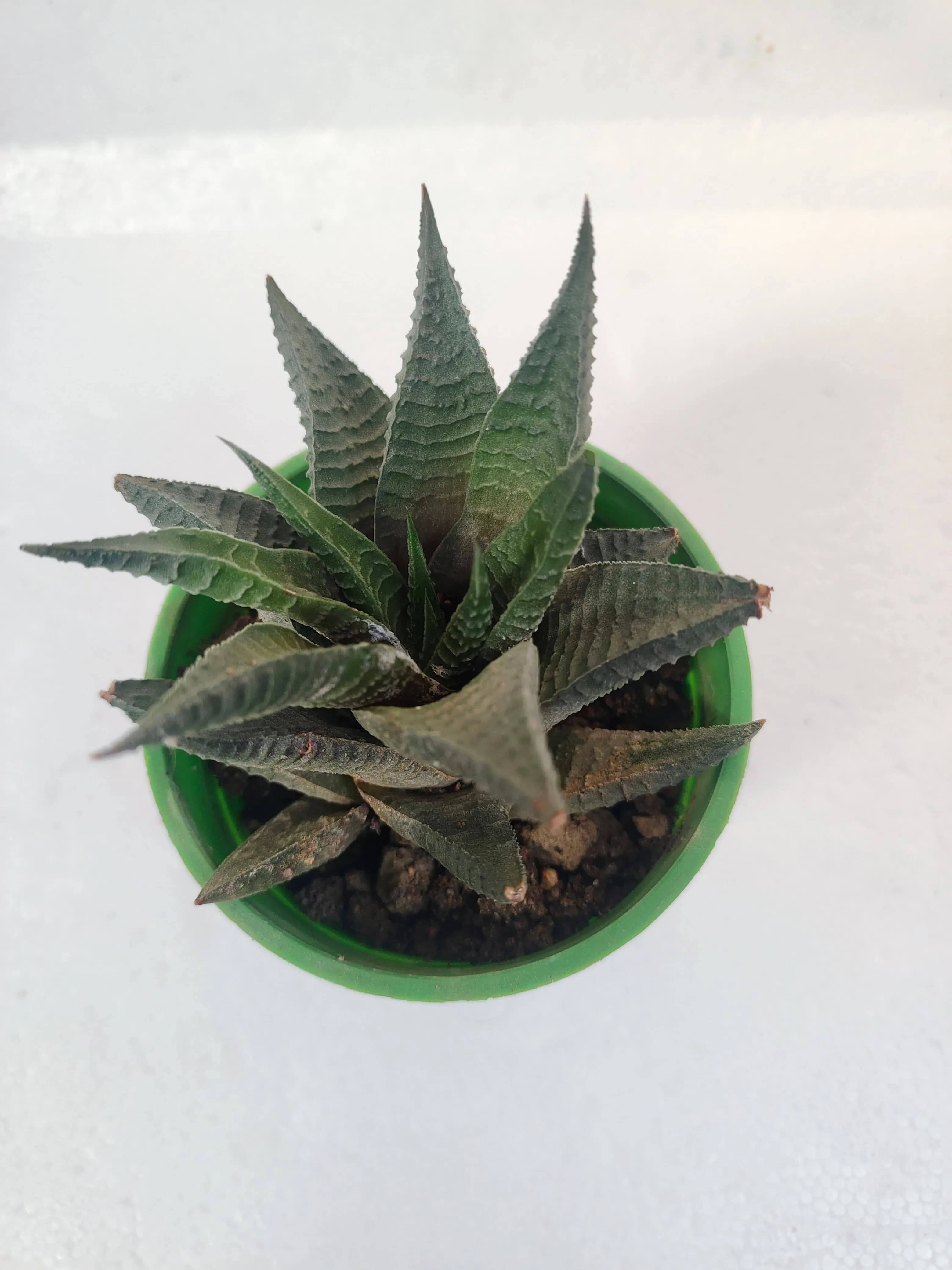 Haworthia Limifolia  Fairy Washboard Top View