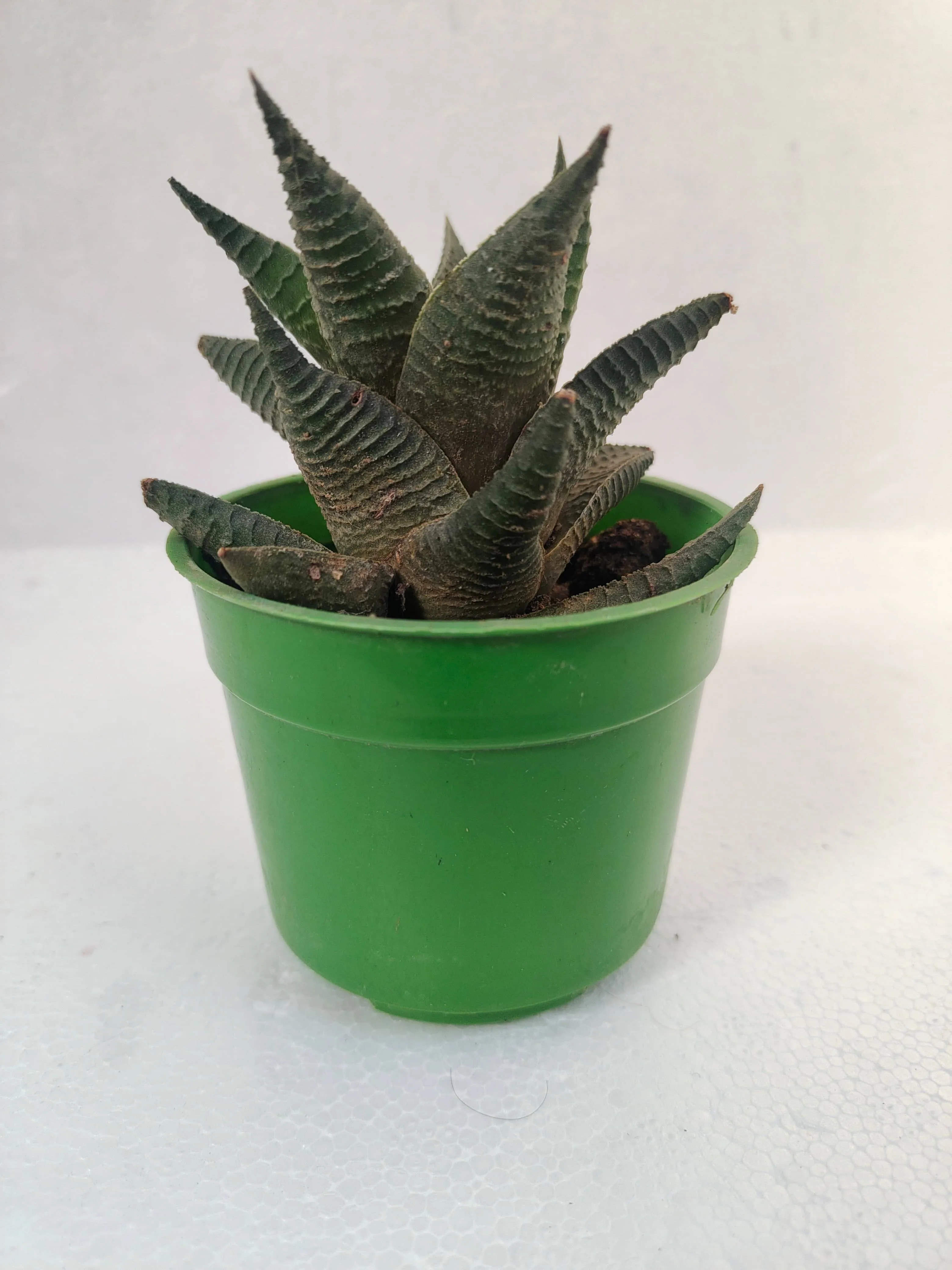 Haworthia Limifolia Succulent Plant