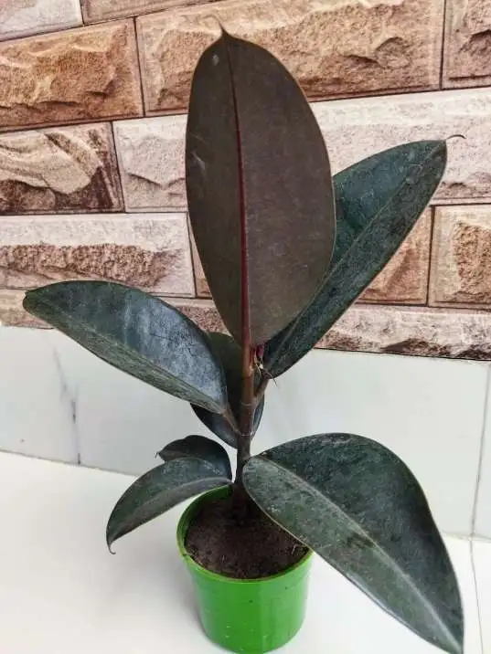 Healthy Rubber Tree Plant - Fast Shipping