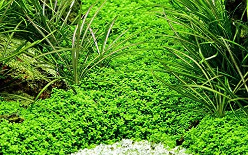 Hemianthus Callitrichoides Cuba Aquarium Carpeting Plant In Lush Green Carpet