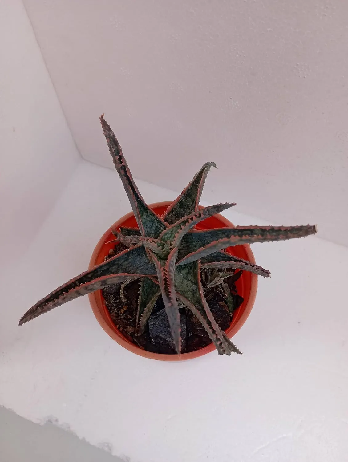 Holiday Cactus Plant