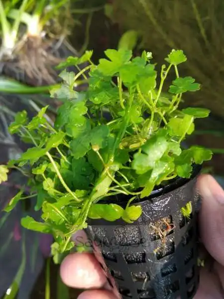 Honda Aquarium Plant in Pot