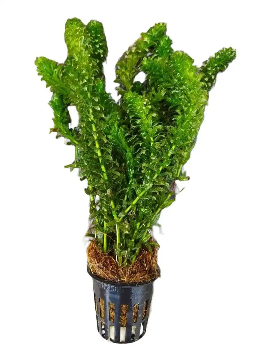 Hydrilla Aquatic Plant for Aquarium