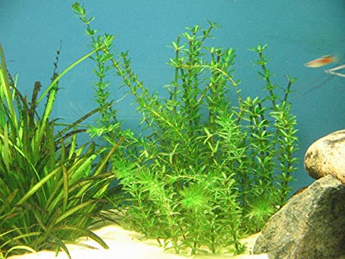 Hydrilla Plant In Aquarium