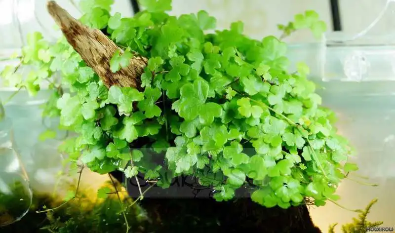 Hydrocotyle Tripartita Honda Aquarium Plant