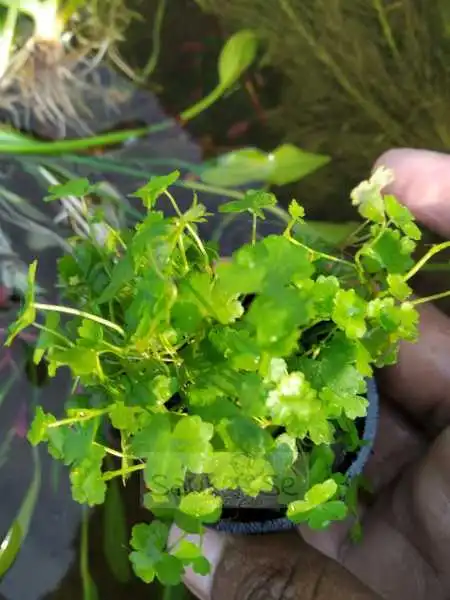 Hydrocotyle Tripartita in Pot