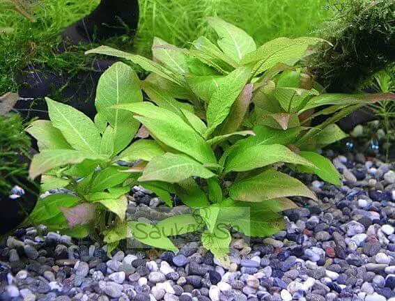 Hygrophila Corymbosa Compacta