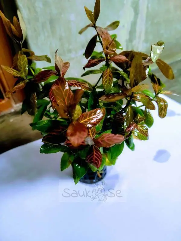 Hygrophila Polysperma Rosanervig Fully Submerged Pot