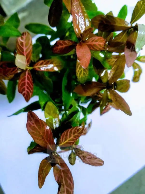 Hygrophila Polysperma Rosanervig Submerged Pot