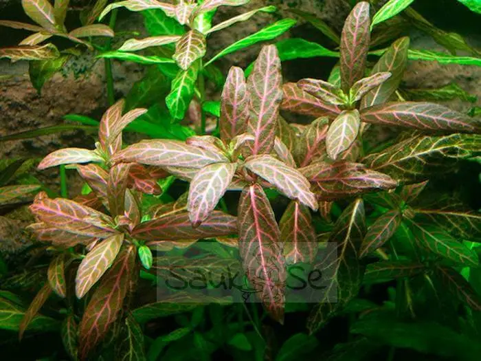 Hygrophila Polysperma Rosanervig Sunset Aquarium Plant