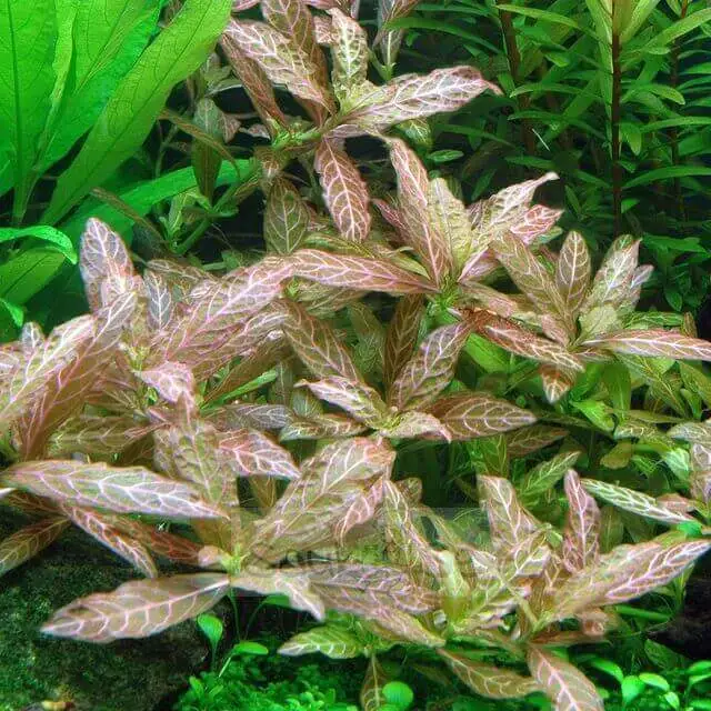 Hygrophila Polysperma Rosanervig