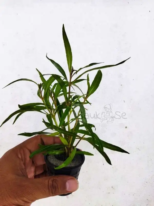 Hygrophila lancea Araguaia aquatic plant