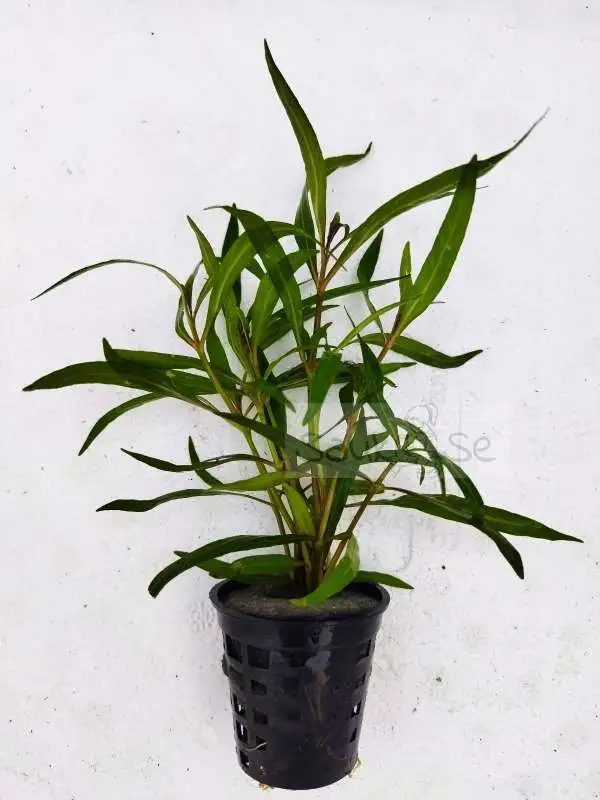 Hygrophila lancea Araguaia pot