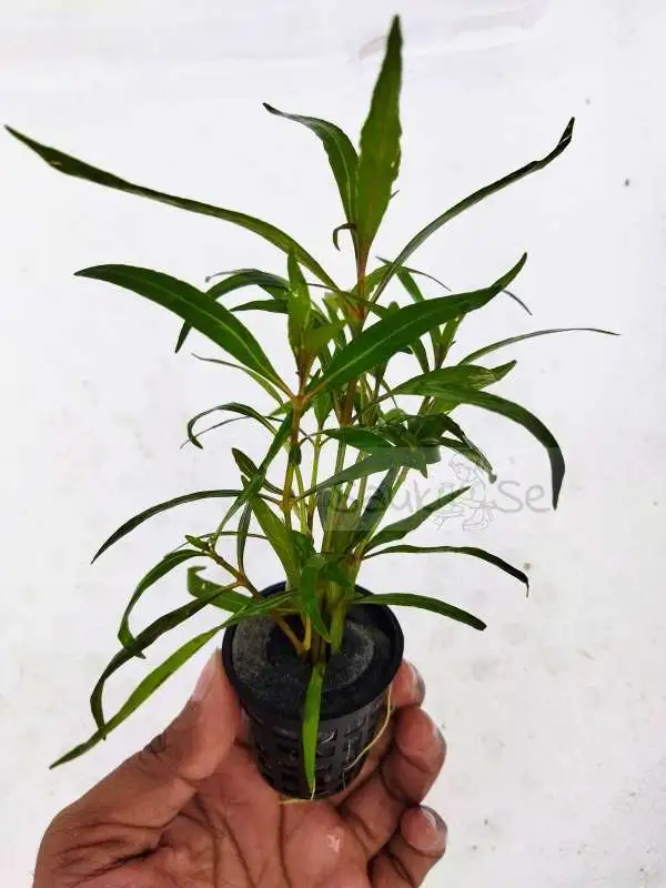 Hygrophila lancea Araguaia