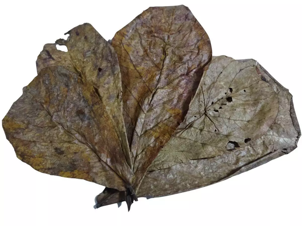 Indian Almon Leaves For Shrimp