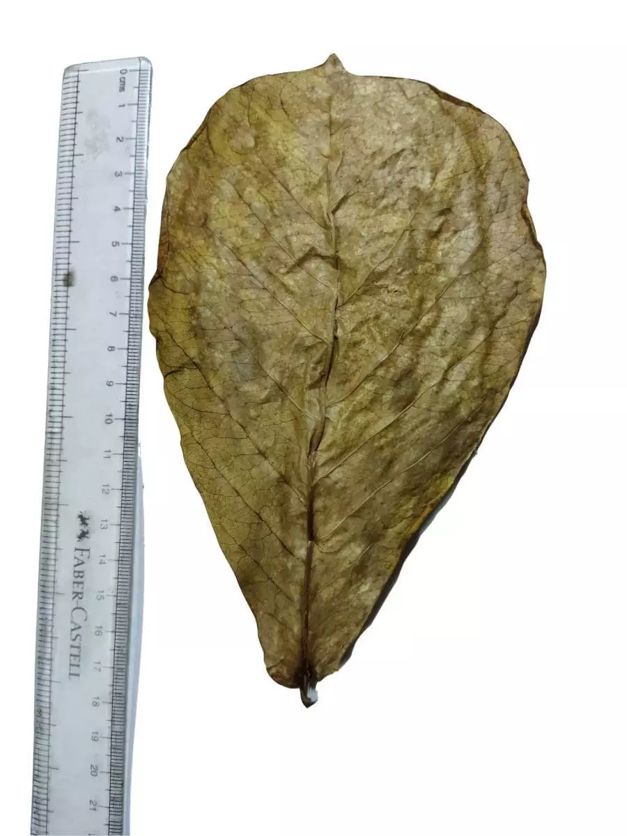 Indian Almon Leaves Size