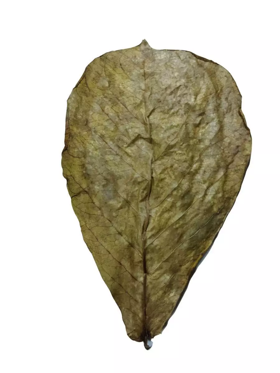 Indian Almon Leaves