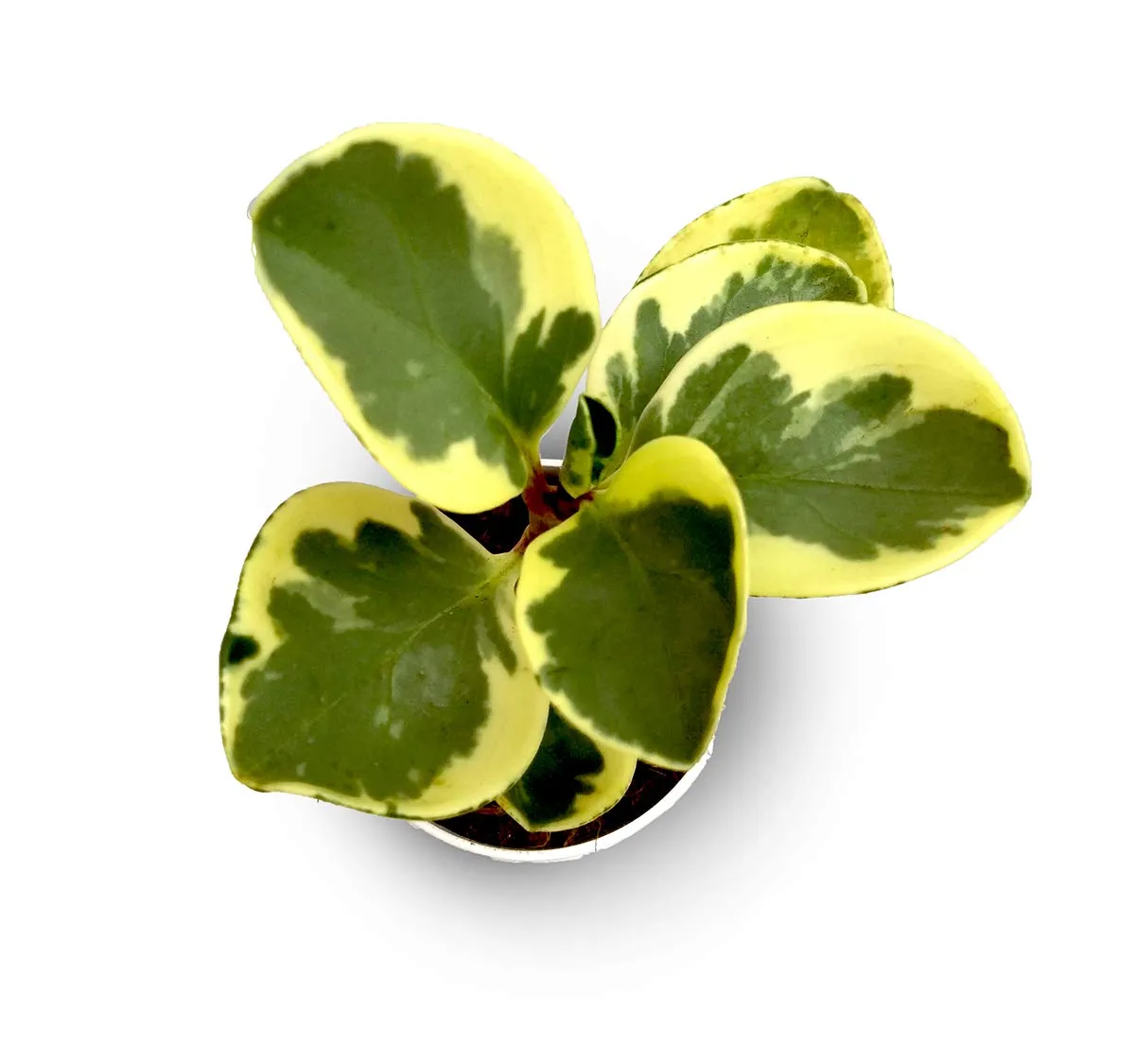 Indoor Peperomia Plant With Varigated Leaves