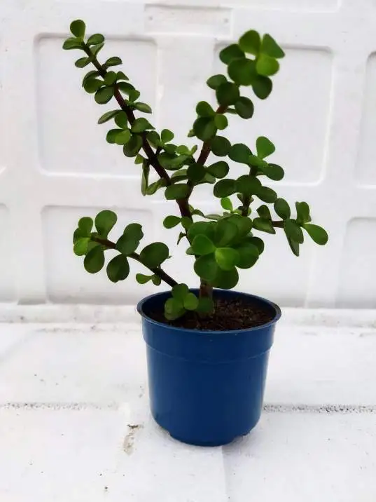Jade Indoor Plant