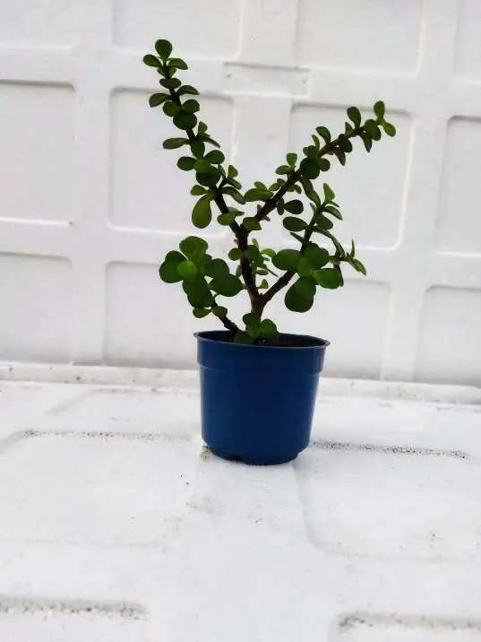 Jade plant for sale
