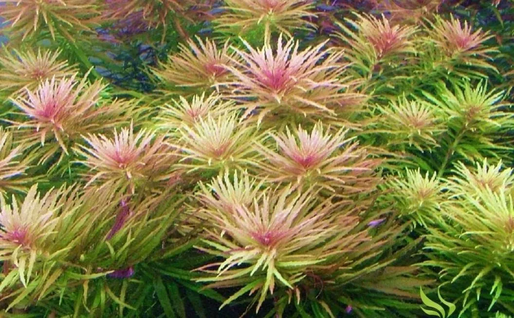 Limnophila Aromatica Mini With Co2 Dosage