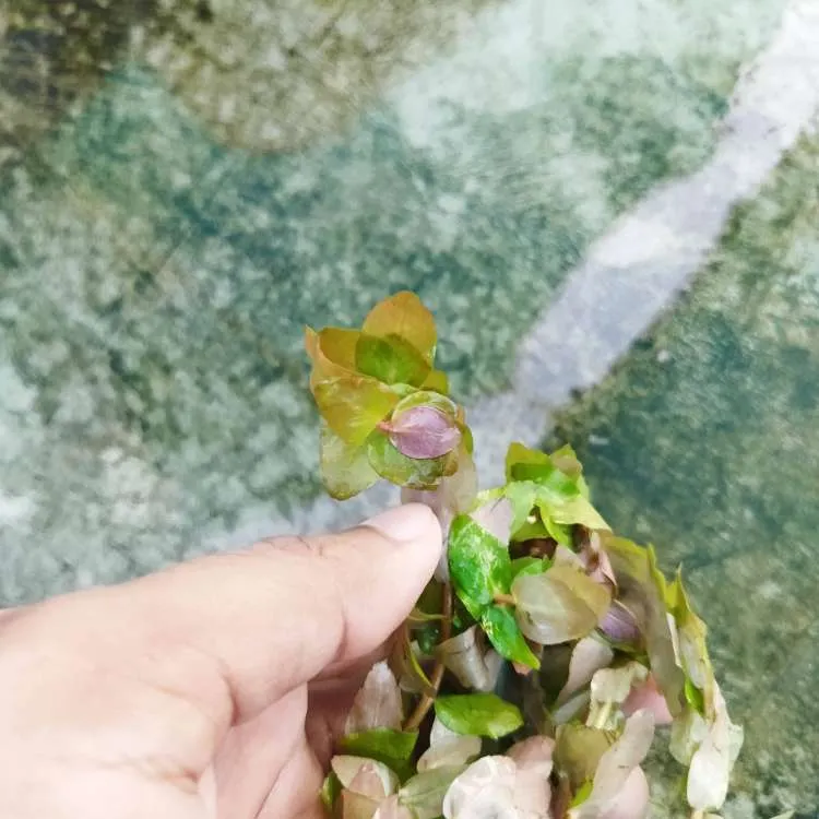 Low-Maintenance Rotala Sp Mini Gold Aquarium Plants