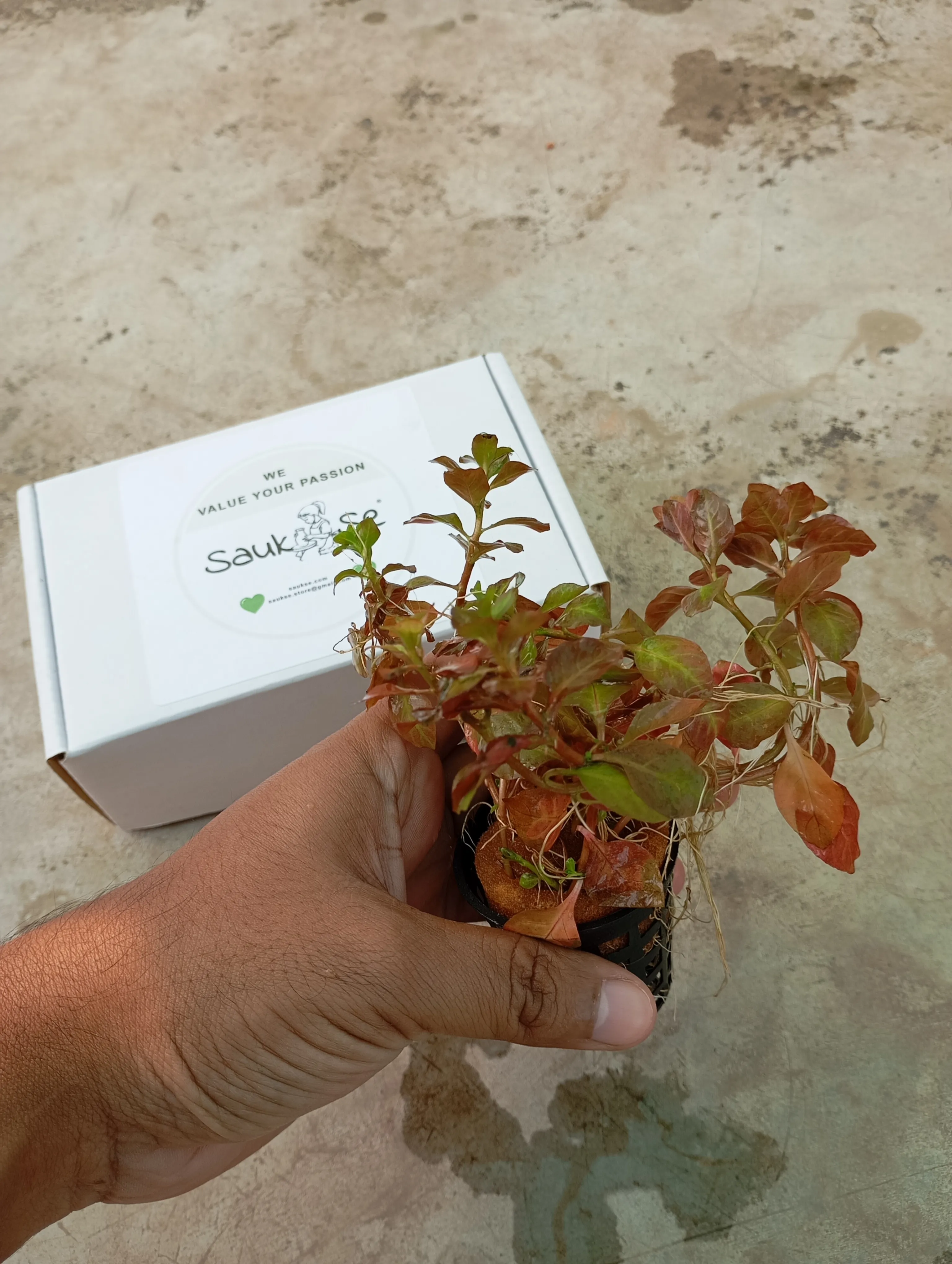 Ludwigia Ovalis Aquarium Live Plant
