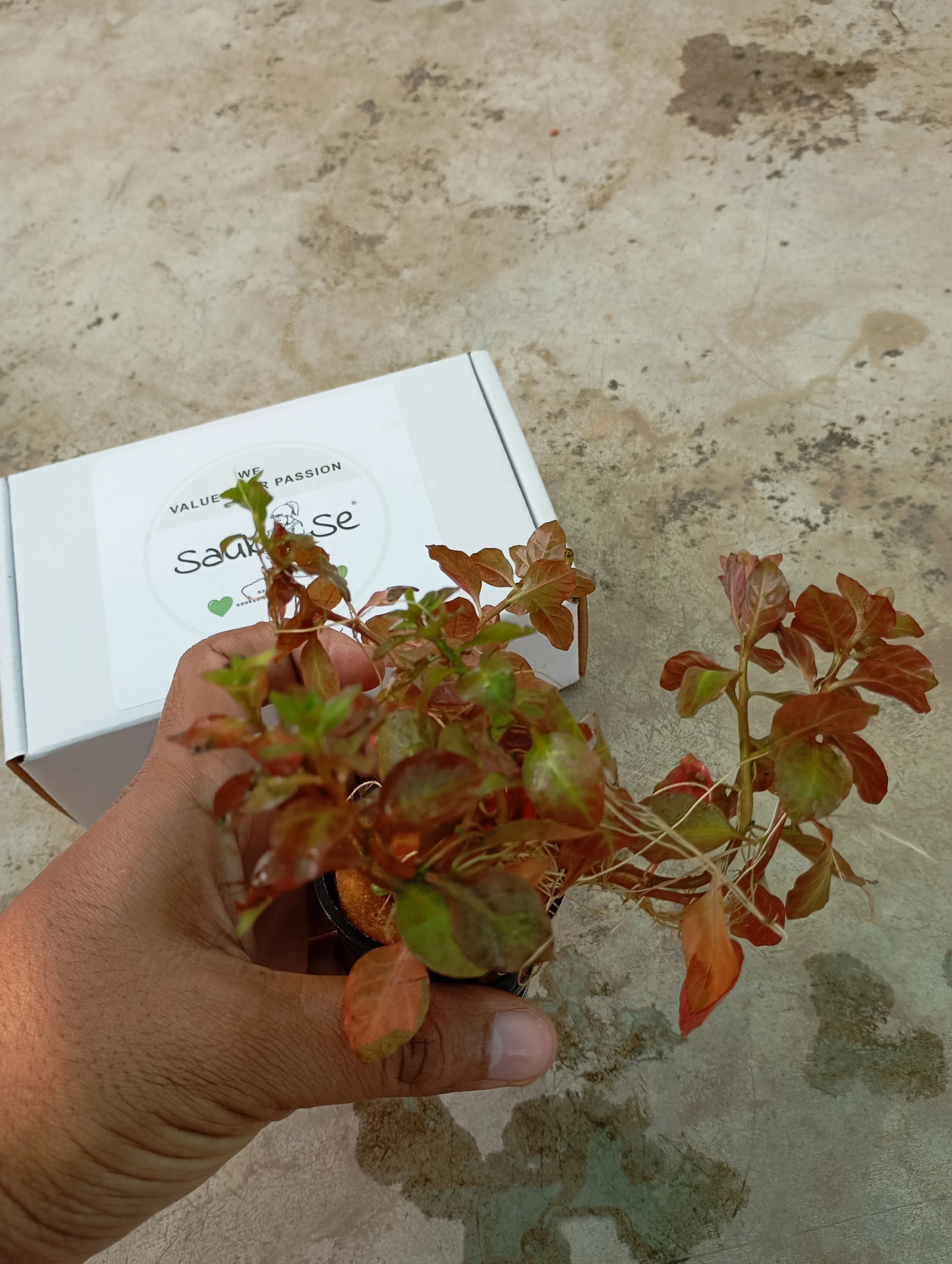 Ludwigia Ovalis Aquarium Plant